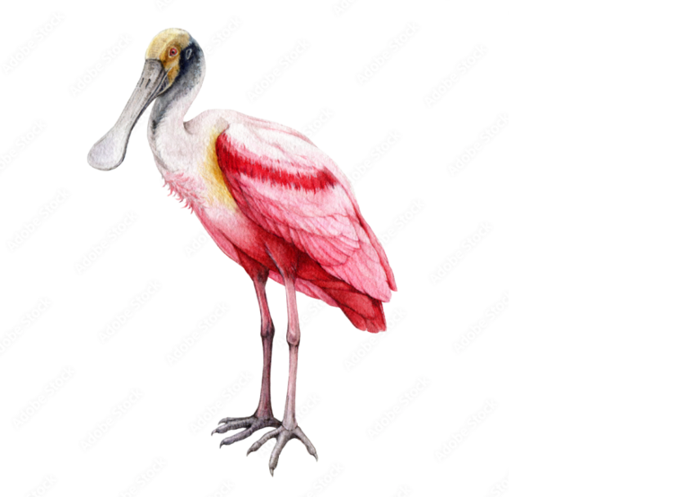 Roseate Spoonbill illustrated